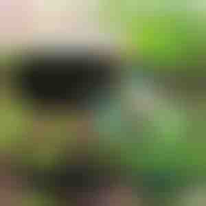 Ekologická zahrada pro vaše rostliny | PLANTIE